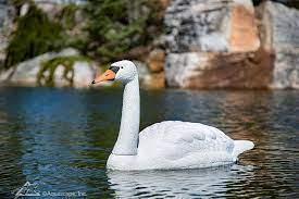 Floating Swan Decoy